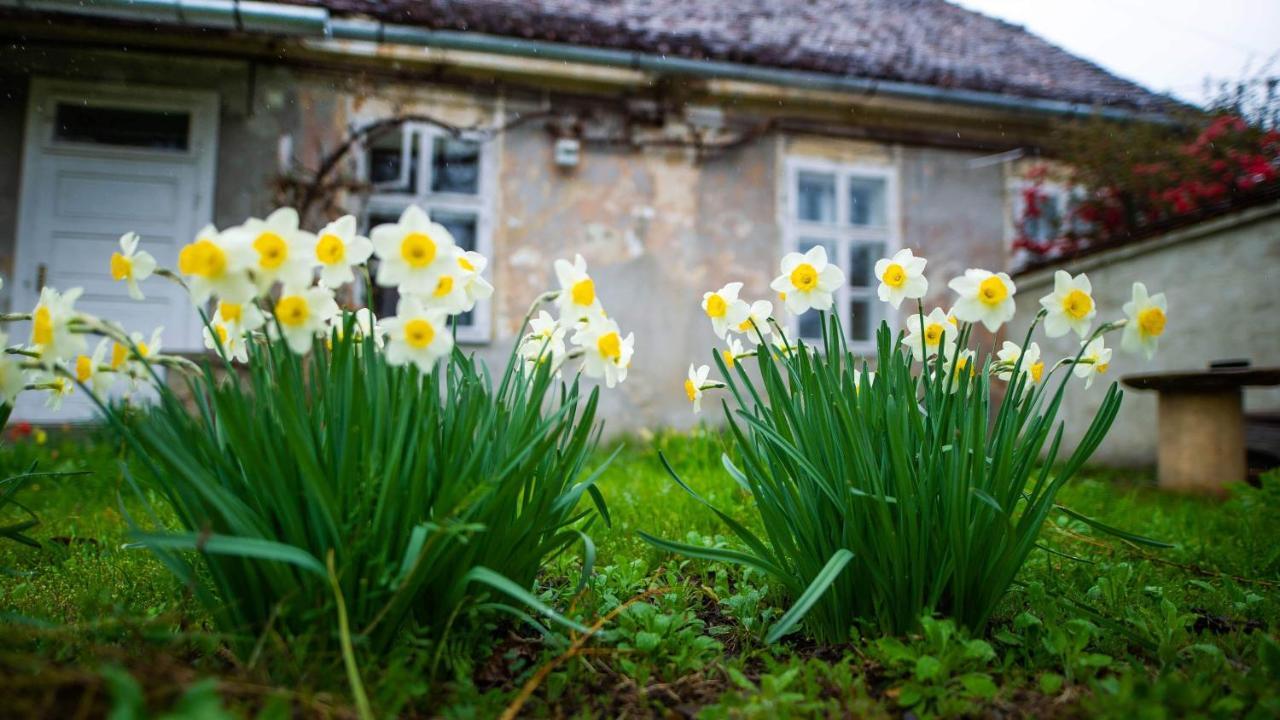 Gaestehaus Fogarasch Fagaras Exterior foto